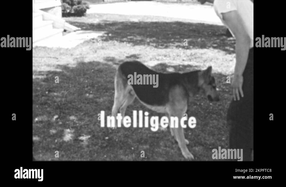 Cat and dog steps Stock Videos & Footage HD and 4K Video Clips Alamy