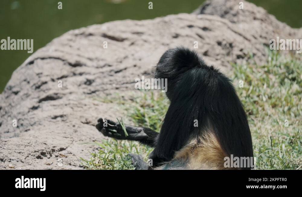 Black-handed Spider Monkey Picking Grass On The Ground Then Eat