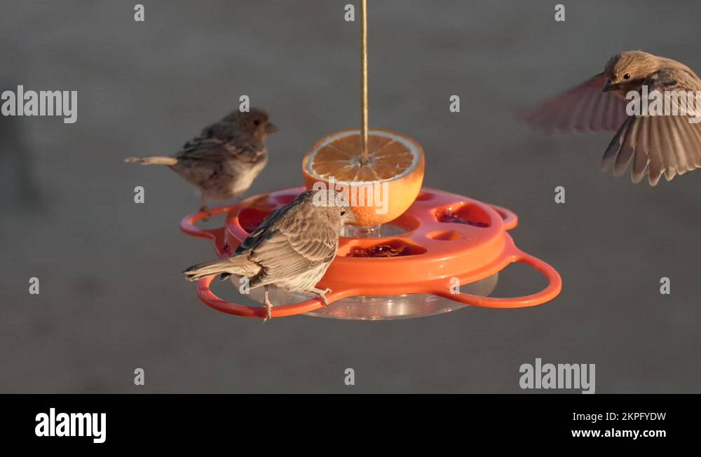 Finches bird feeder Stock Videos & Footage HD and 4K Video Clips Alamy