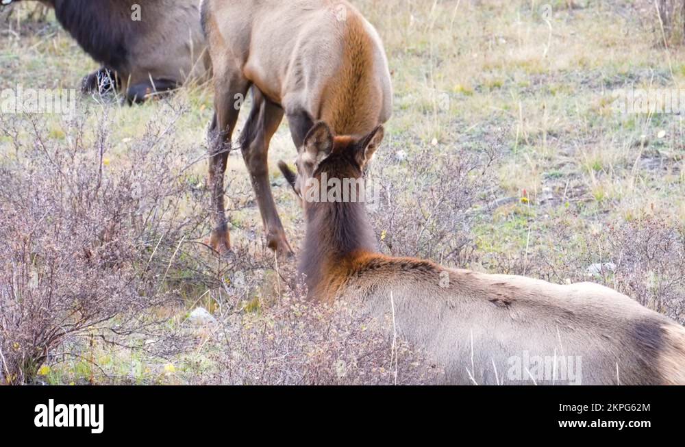 Sleeping laying down lying down Stock Videos & Footage HD and 4K