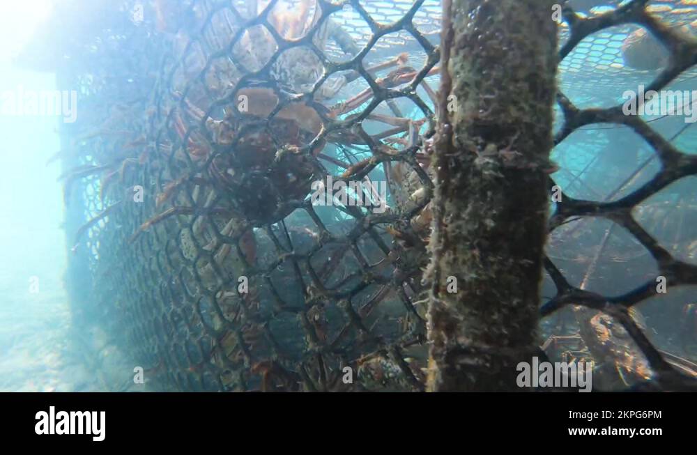 Live wildcaught spiny lobsters trap underwater Caribbean sea crawl in