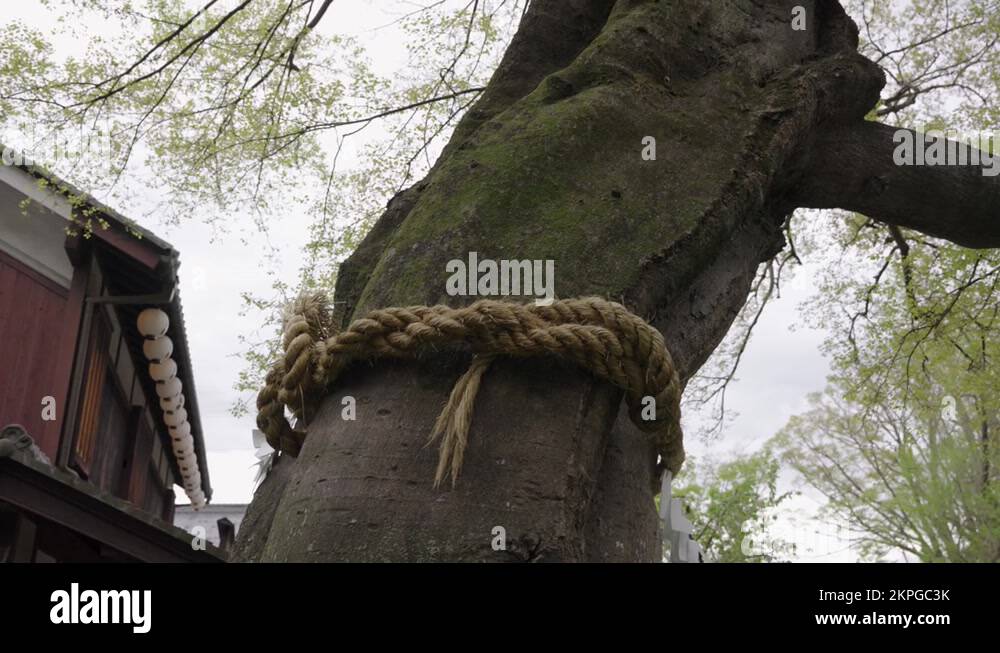 Yorishiro Shimenawa Scared Rope wrapped around tree denoting presence ...
