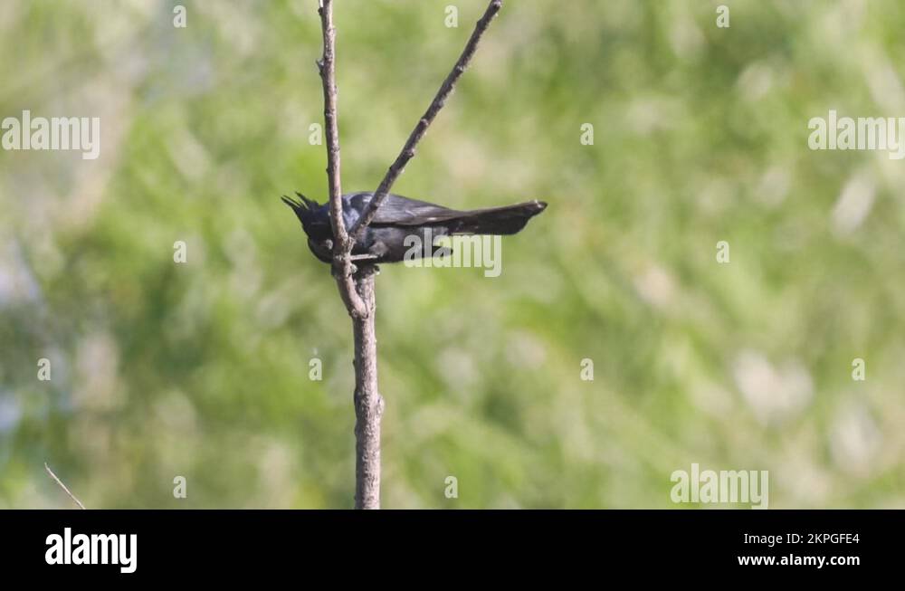 Phainopepla Bird Lands on a Branch in Central Arizona Stock Video