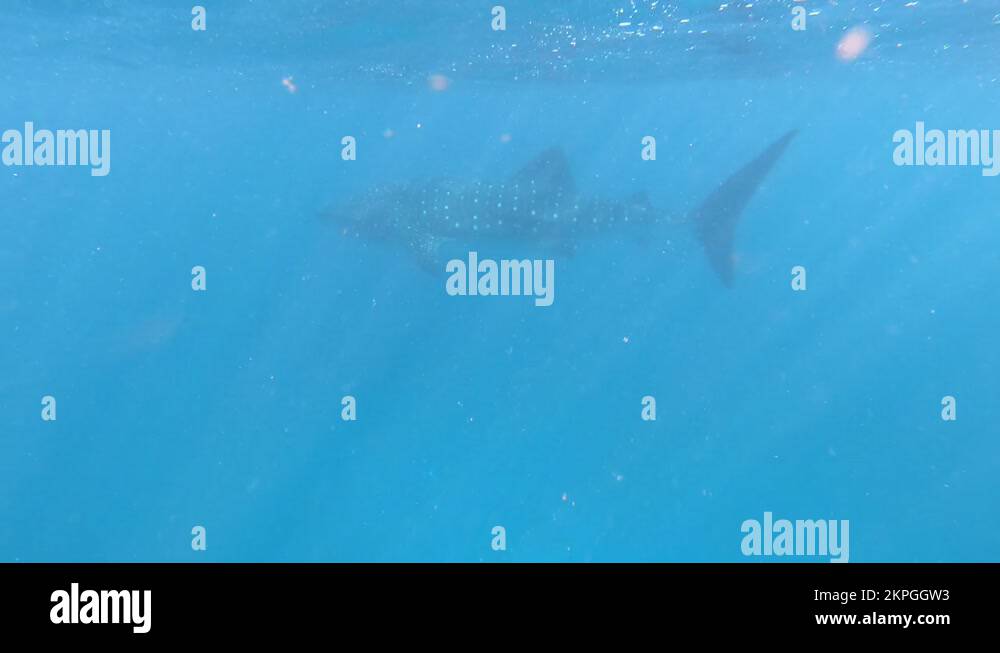 Whale shark swimming in Ningaloo Reef Western Australia Stock Video