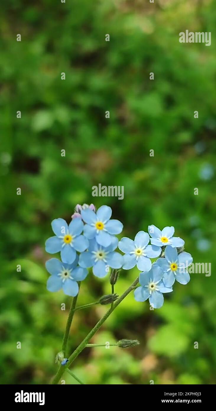 Blue wild flower closeup on a background of blurred