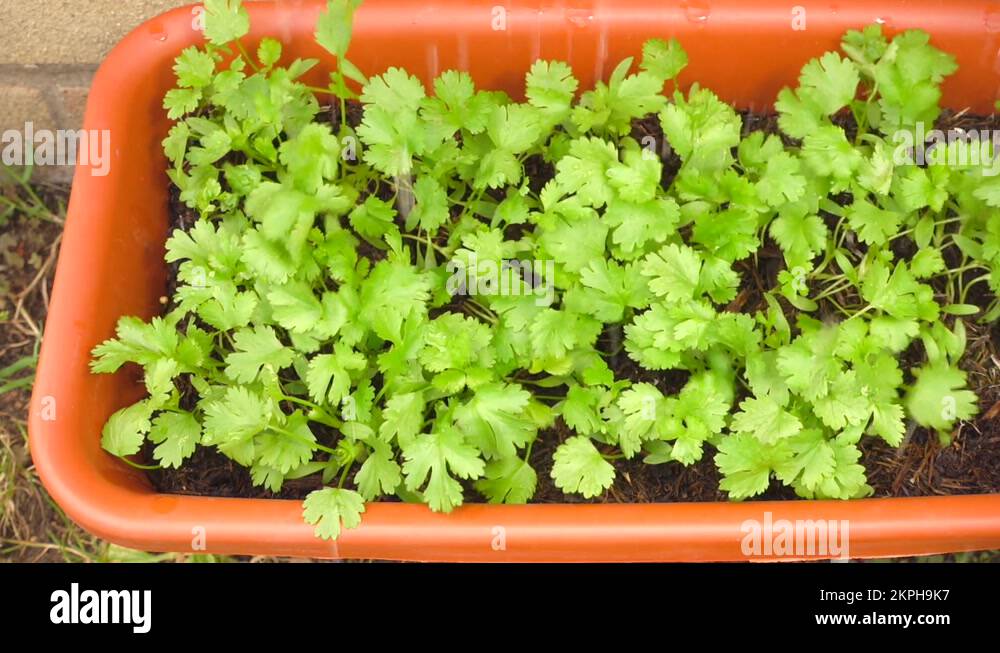 Coriander herb plants in a growing trough being watered Stock Video