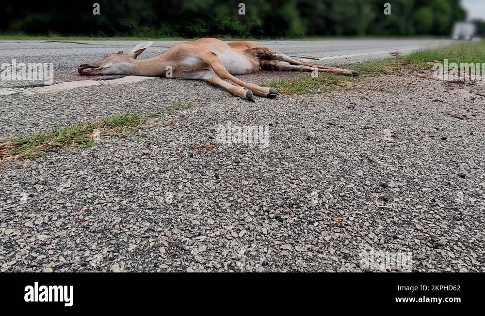 Road kill dead deer on a country road semi truck passing by Stock Video