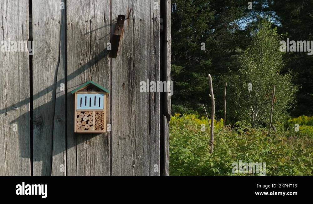 Beneficial insect habitat Stock Videos & Footage - HD and 4K Video ...