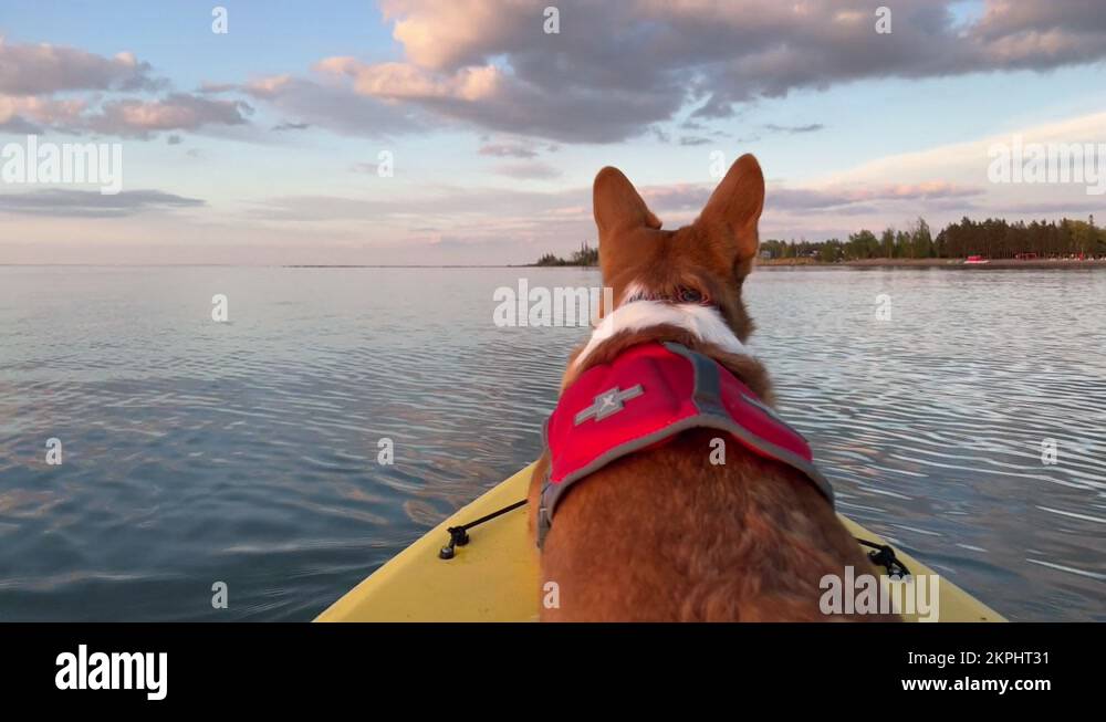 Dog with Life vest in a kayak on calm lake water Stock Video