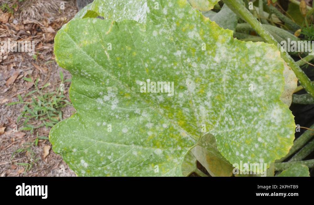 Powdery mildew leaf Stock Videos & Footage HD and 4K Video Clips Alamy