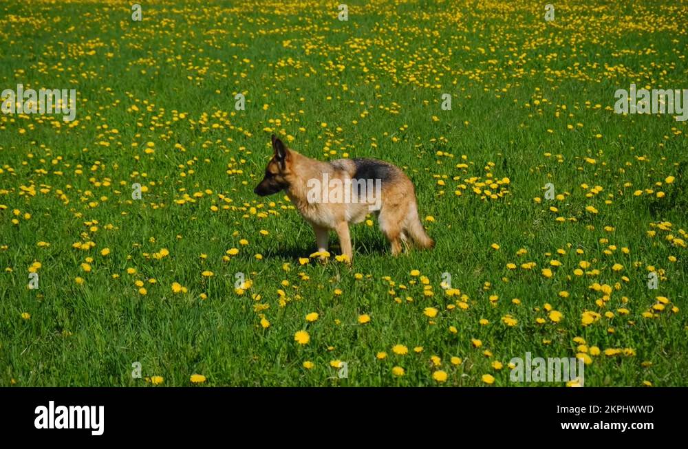 Concept of World Animal Day or International Animal Rights Day Stock
