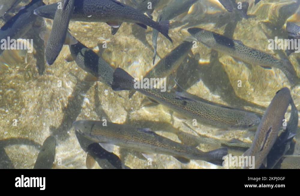 Salmon breeding tanks Stock Videos & Footage HD and 4K Video Clips