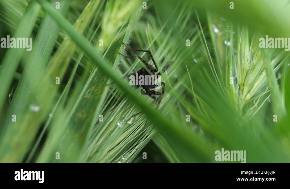 Black spider Stock Videos & Footage - HD and 4K Video Clips - Alamy
