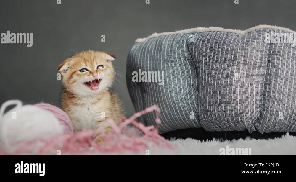 Little kitten crying near her house Stock Video Footage Alamy