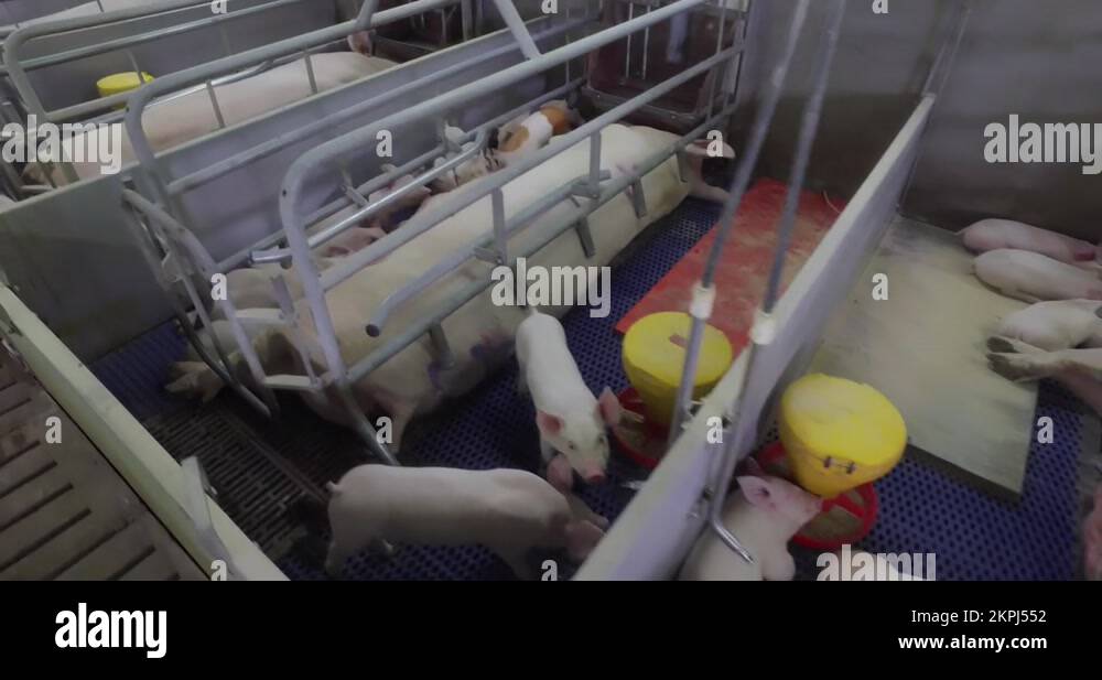 Animal crates Stock Videos & Footage HD and 4K Video Clips Alamy