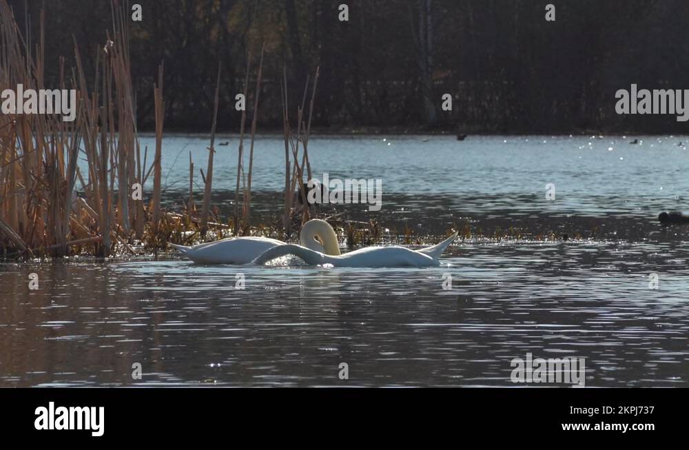 Mute swans mating ritual Stock Videos & Footage HD and 4K Video Clips