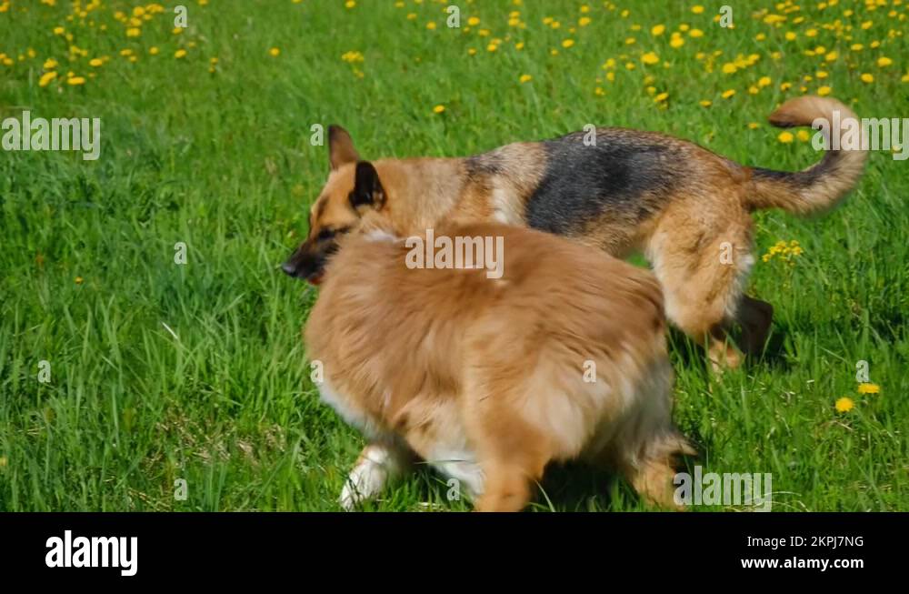 Dogs in park are pulling ball on string Stock Video Footage Alamy