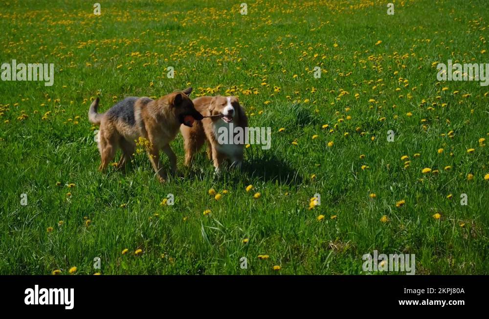 Concept of World Animal Day or International Animal Rights Day Stock