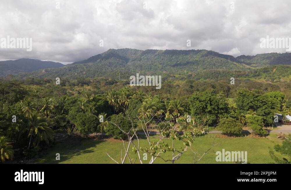Lush dense tropical jungle Stock Videos & Footage - HD and 4K Video ...