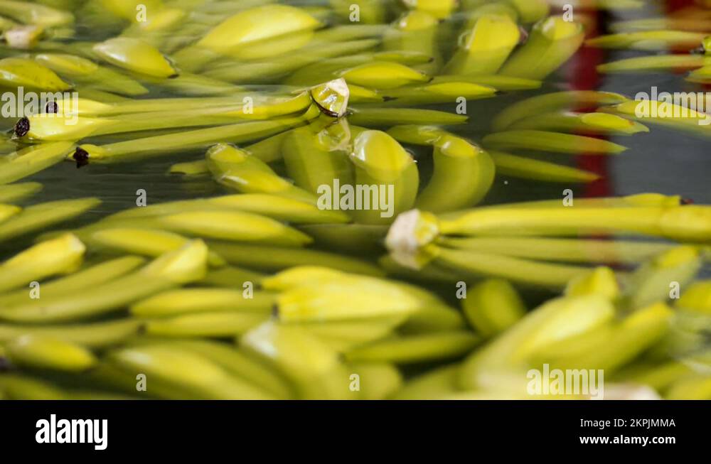 Floating bananas in a pond of water Stock Video Footage Alamy
