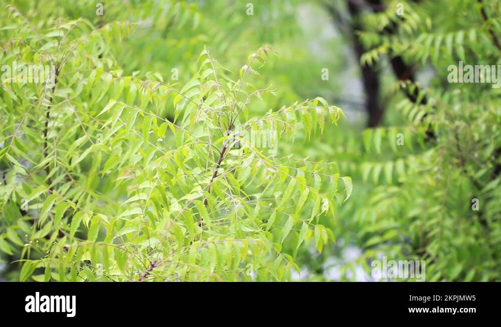 A branch of neem tree leaves. indian ayurveda Medicine plant Stock