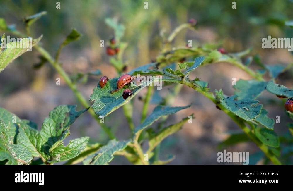 Larvae of potato bug eat leaves of potato plant Stock Video Footage Alamy