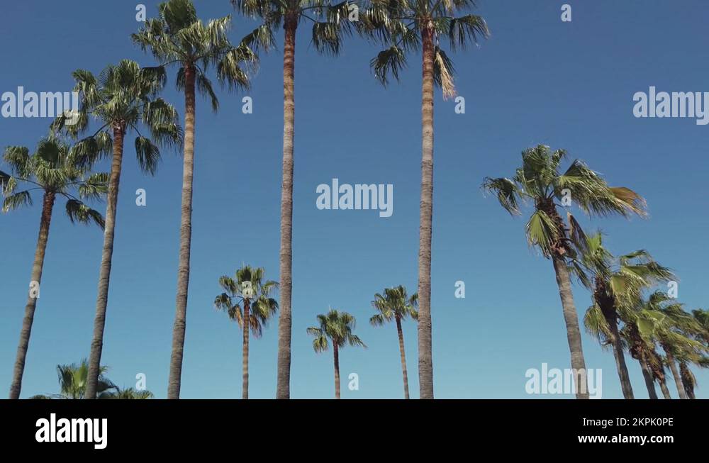 Turkish trees Stock Videos & Footage - HD and 4K Video Clips - Alamy