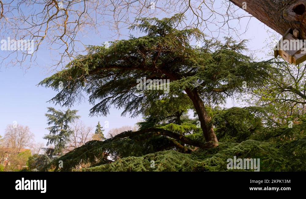 Birds shelter Stock Videos & Footage - HD and 4K Video Clips - Alamy