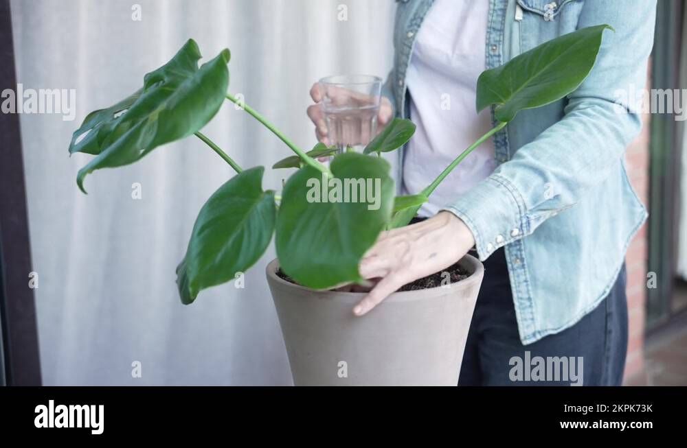 Monstera deliciosa houseplant Stock Videos & Footage HD and 4K Video