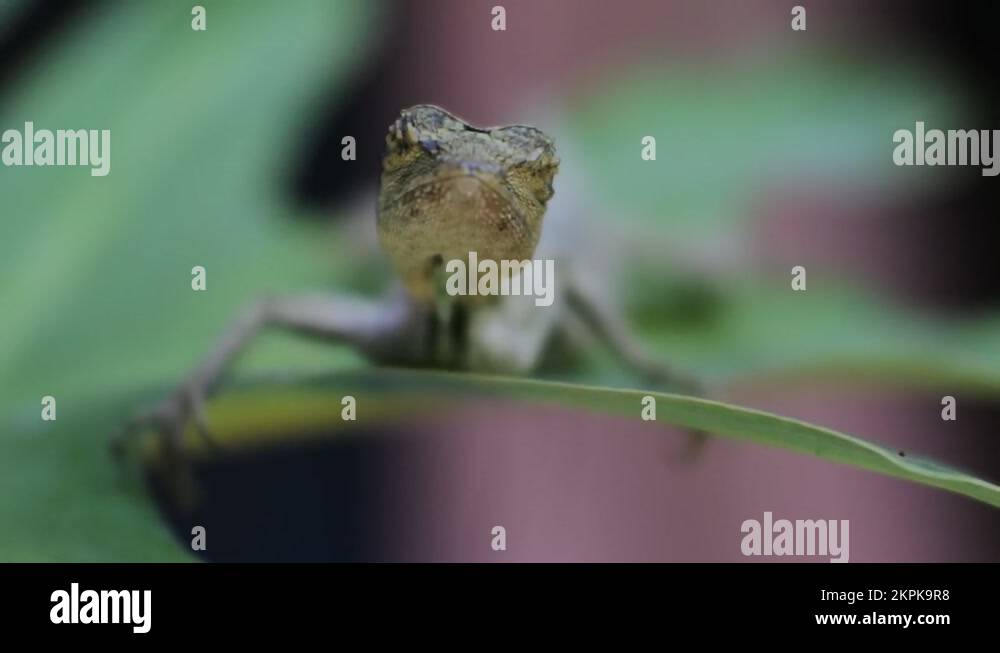 Geckos lizards Stock Videos & Footage