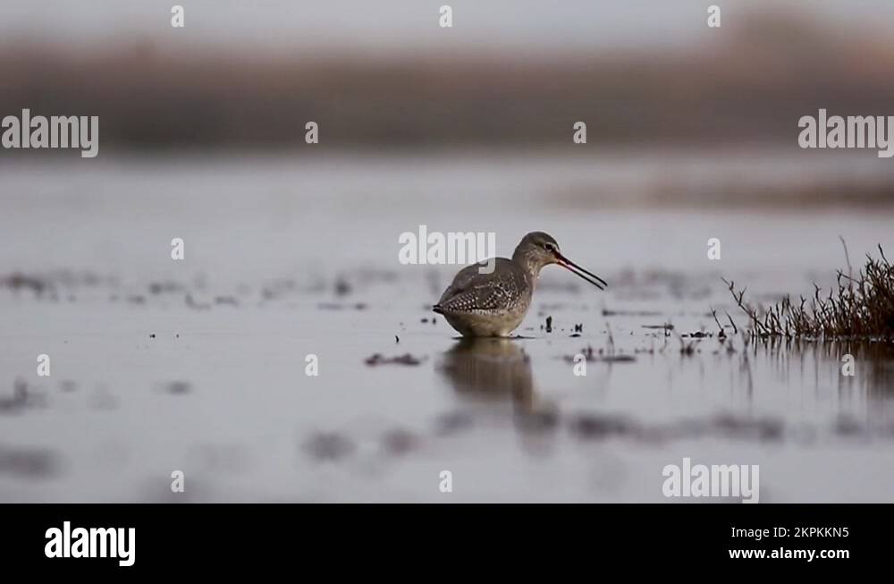 Habitat for wading birds Stock Videos & Footage HD and 4K Video Clips