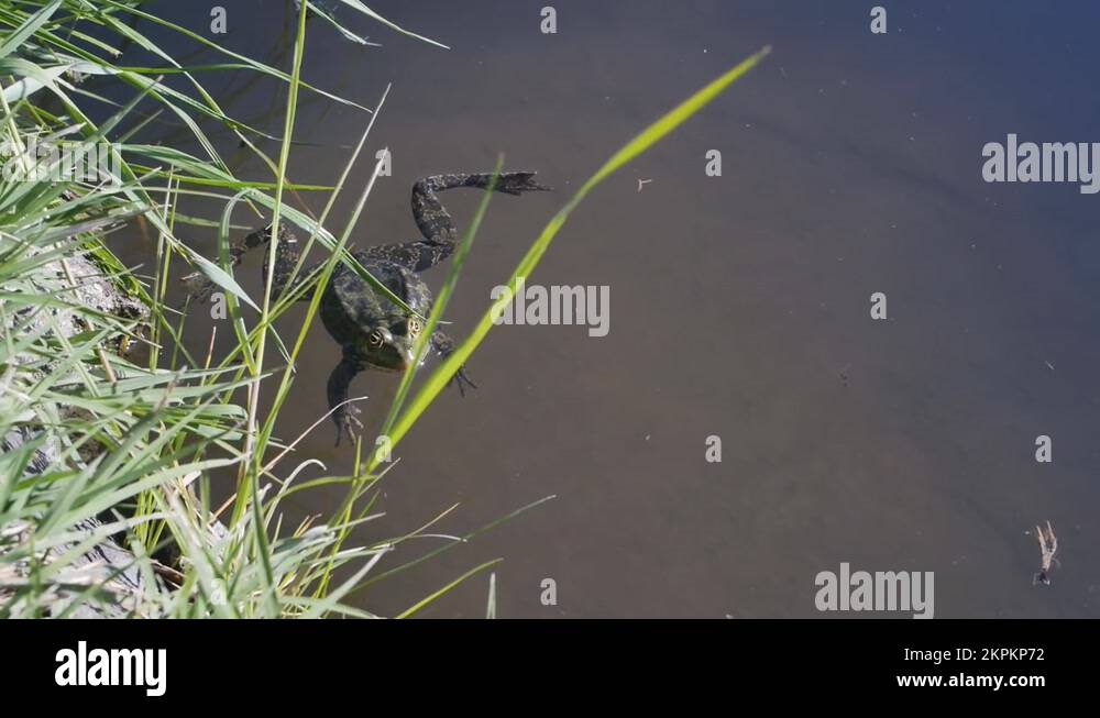 Toadish Amphibian amphibious water wet Stock Videos & Footage - HD and 4K Video ...