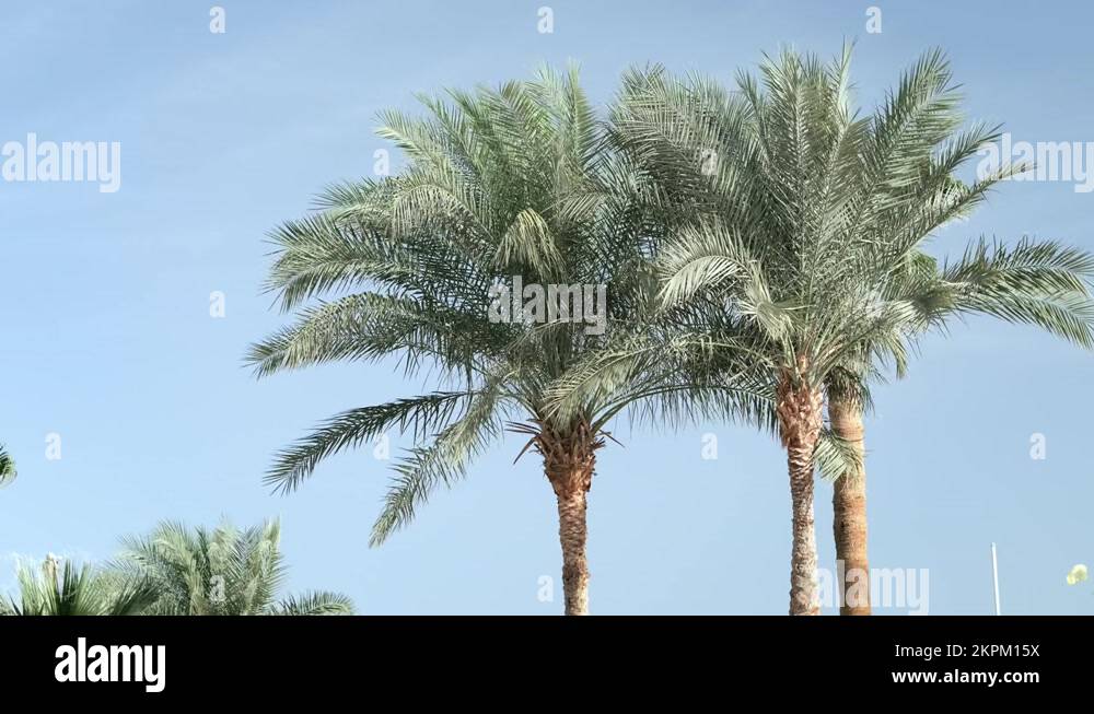 green palm trees waving on wind leaves over blue sky, palm tree on ...