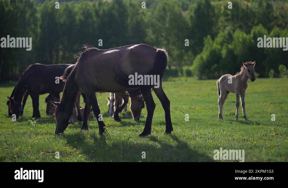 Horses chewing Stock Videos & Footage HD and 4K Video Clips Alamy