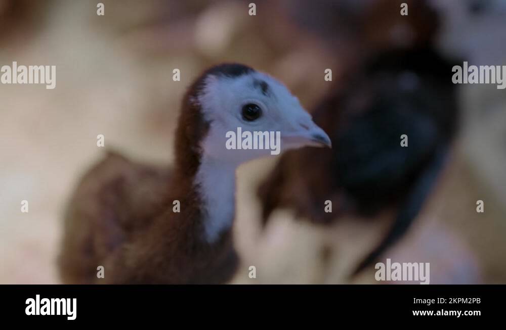 Baby chickens heat lamp Stock Videos & Footage HD and 4K Video Clips