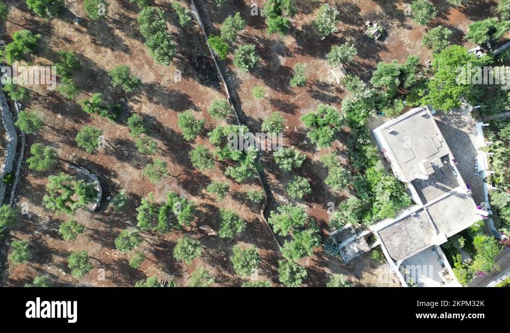 Farmland tree Stock Videos & Footage HD and 4K Video Clips Alamy