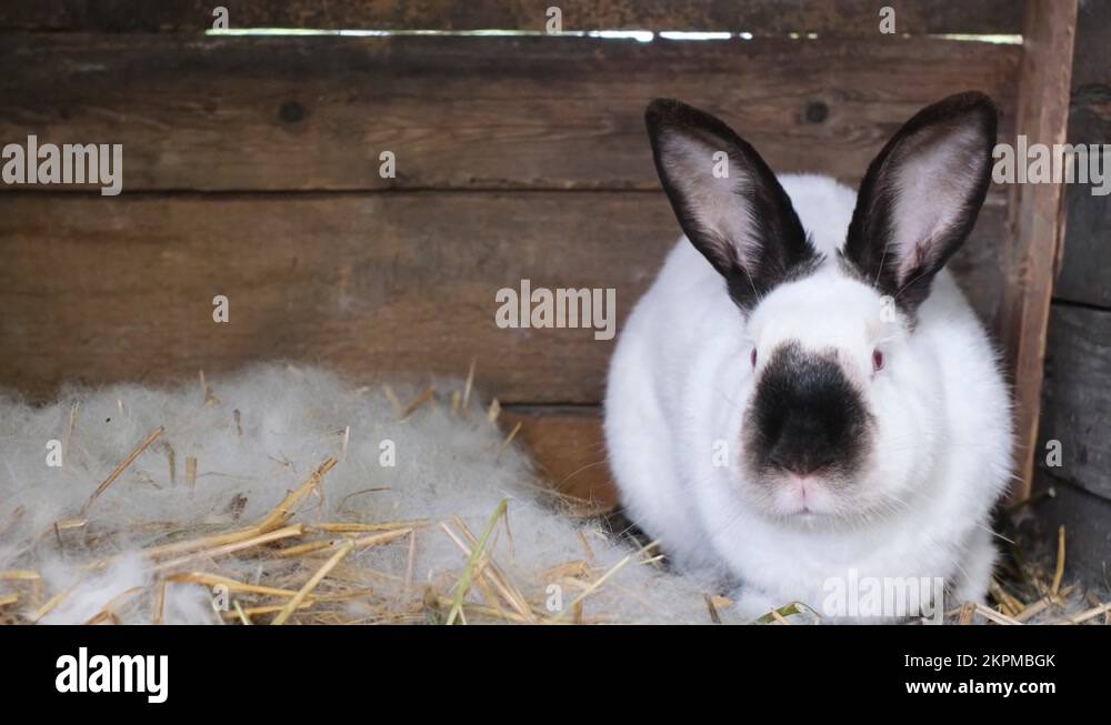 White rabbit black ears Stock Videos & Footage - HD and 4K Video Clips ...