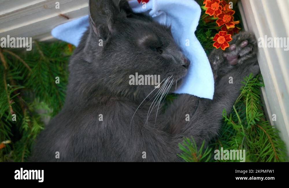 Dead black cat Stock Videos & Footage HD and 4K Video Clips Alamy
