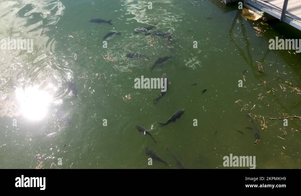 Here is a mixed group large carp, catfish, and a few little trout or