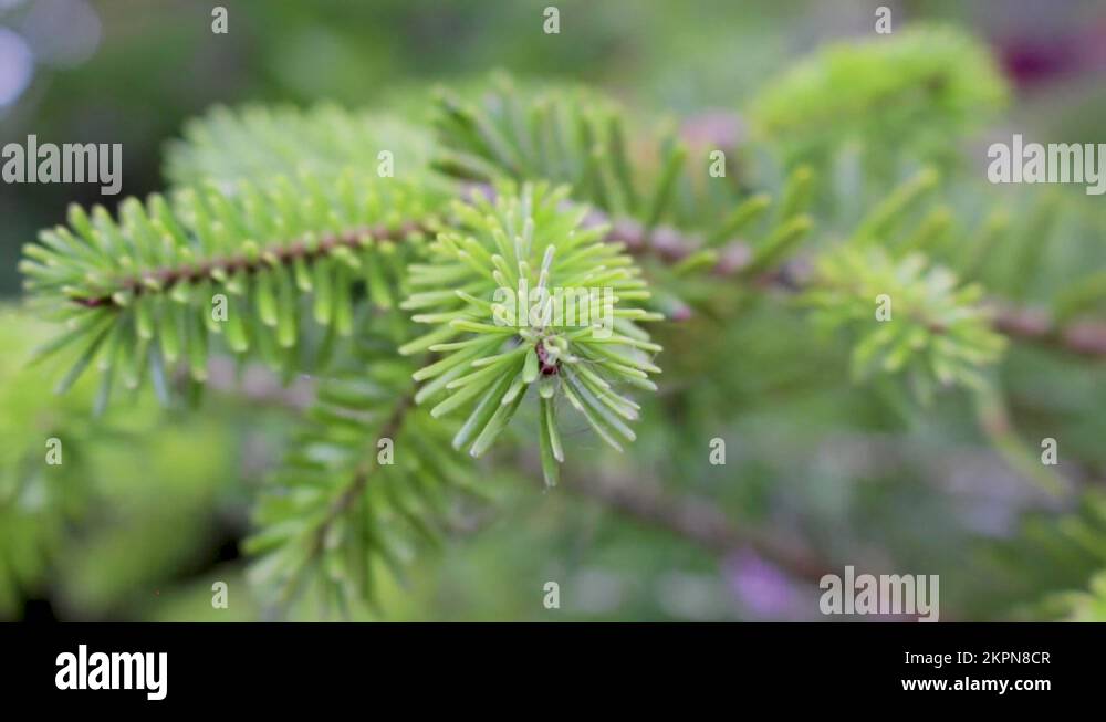 New growth on pine tree branches Stock Videos & Footage - HD and 4K ...