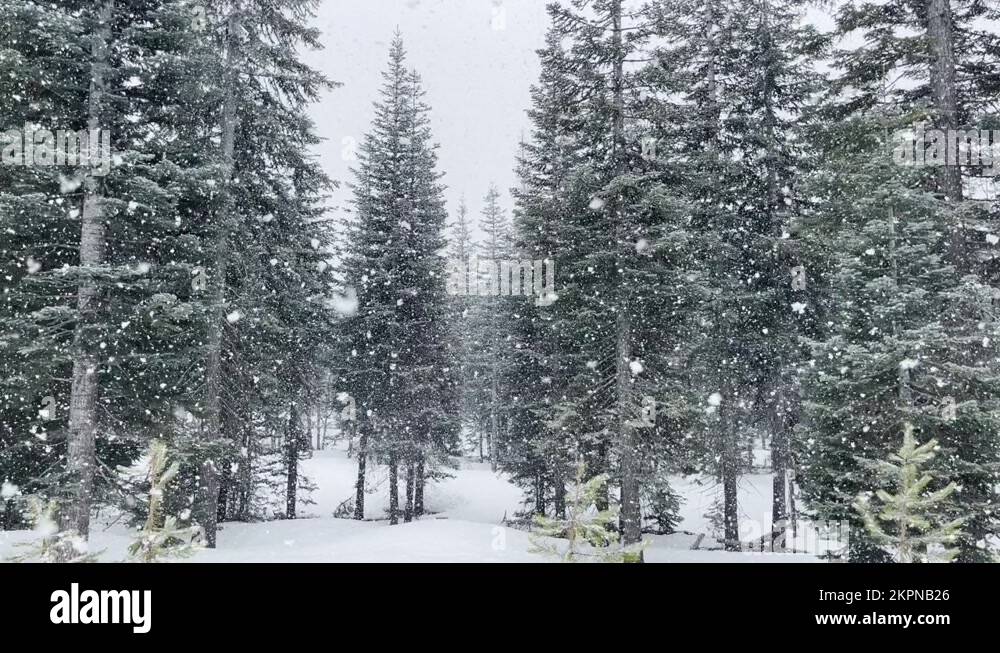 Douglas fir trees in Oregon forest near Crater Lake. Snowflakes falling