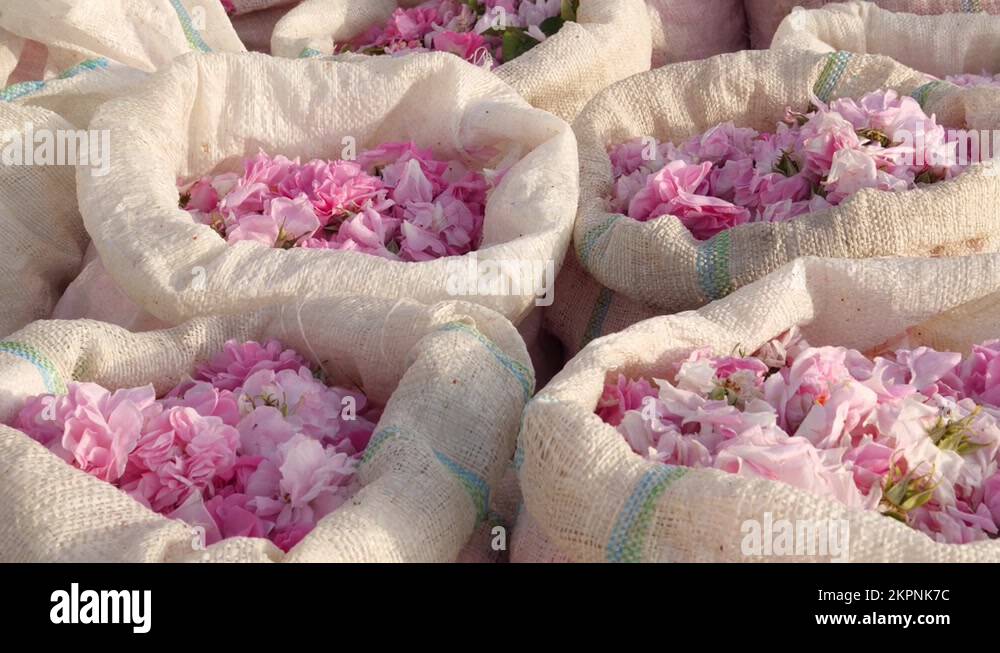 Rose petals harvest for perfume. Plantation and field of roses. Rose petals in Stock Video