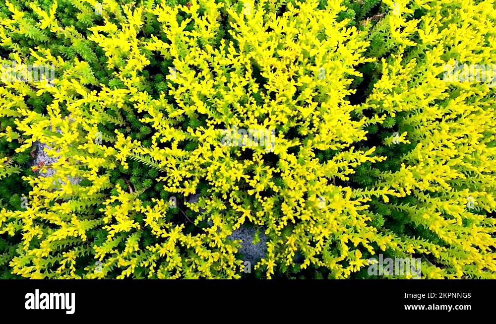 Ground cover flowers Stock Videos & Footage - HD and 4K Video Clips - Alamy