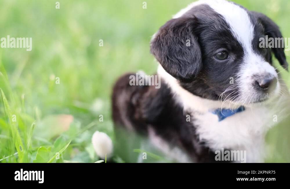 The puppy itchy from flea bites, it sits in the green grass. Parasites