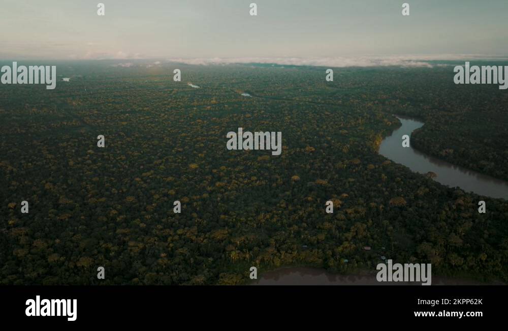 Deep In Amazon Rainforest Stock Videos Footage Hd And 4k Video