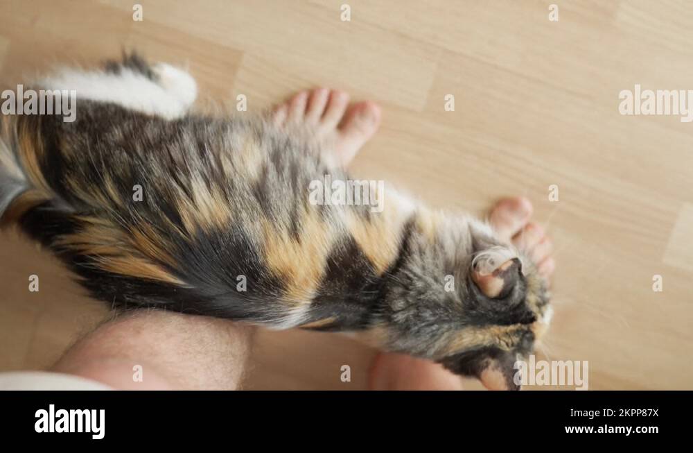 Cat rubbing legs Stock Videos & Footage HD and 4K Video Clips Alamy