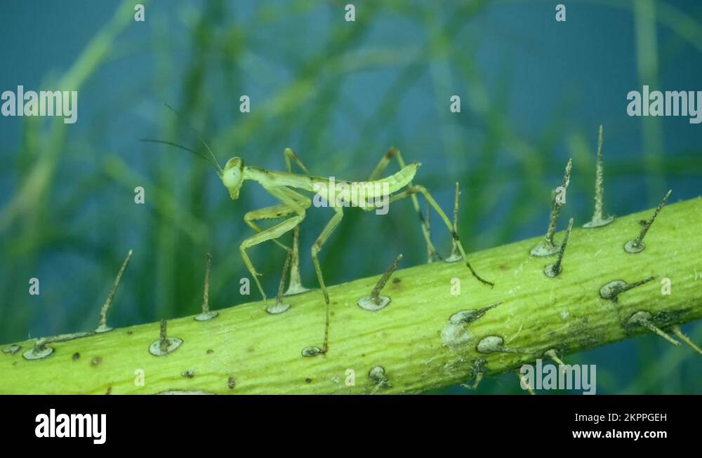 Praying mantis baby Stock Videos & Footage HD and 4K Video Clips Alamy