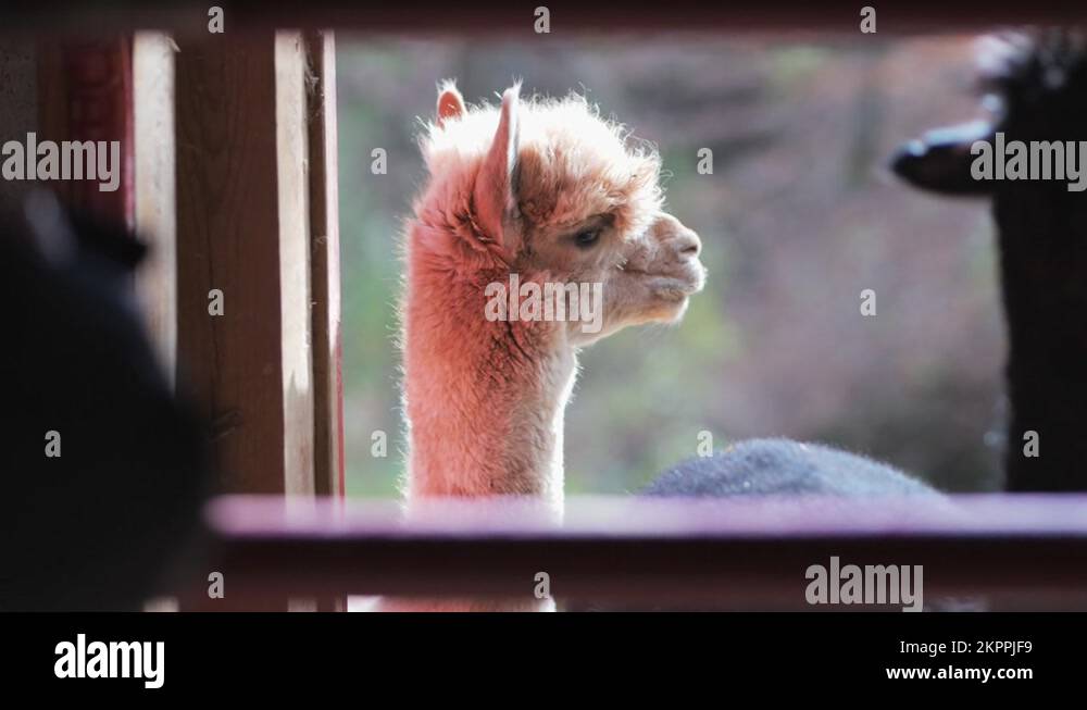 Alpaca ranch Stock Videos & Footage - HD and 4K Video Clips - Alamy