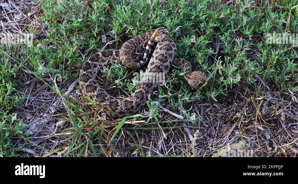 Static Video Of A Western Diamondback Rattlesnake(Crotalus Atrox ...