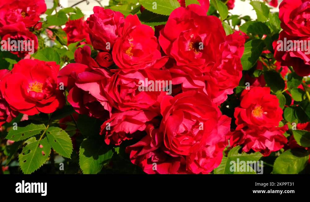 Fresh roses Stock Videos & Footage - HD and 4K Video Clips - Alamy